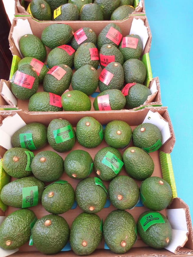 Special container to save avocado farmer losses resulting from post-harvest mishandling