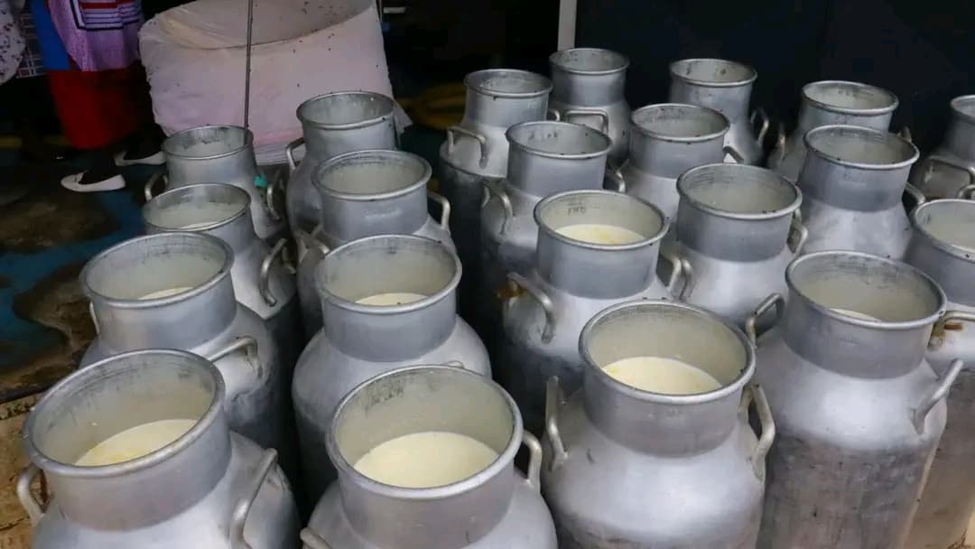 Milk surplus hits Kajiado County as prices drop