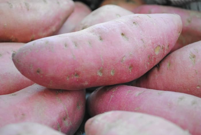 Farmers speed sweet potato planting with multiplication system