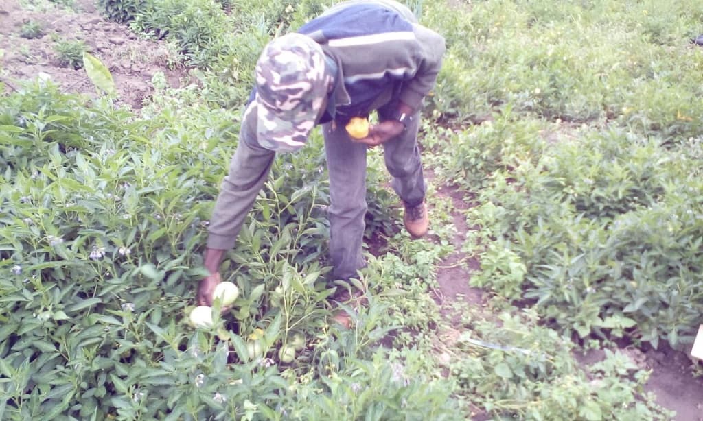 Fact Sheet on Pepino melon farming