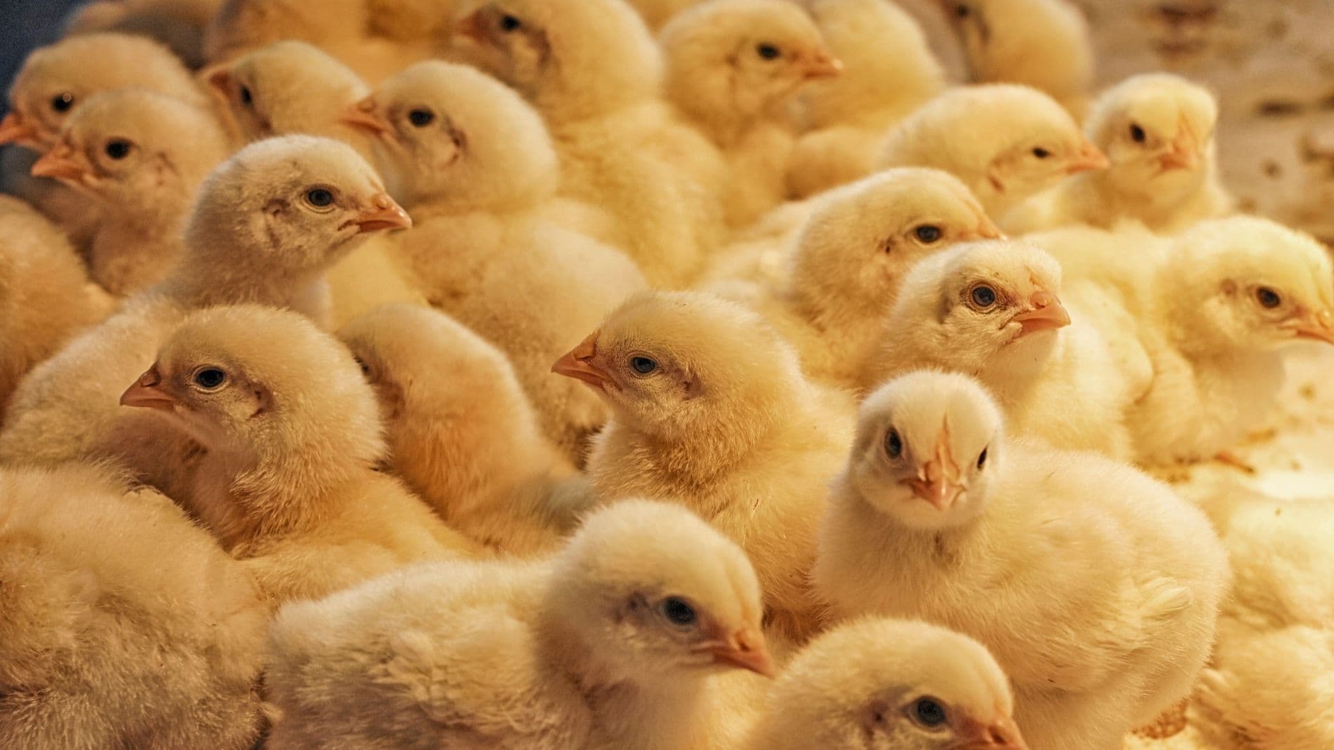 Kenchic increases price of day-old chicks, cites increased operation cost