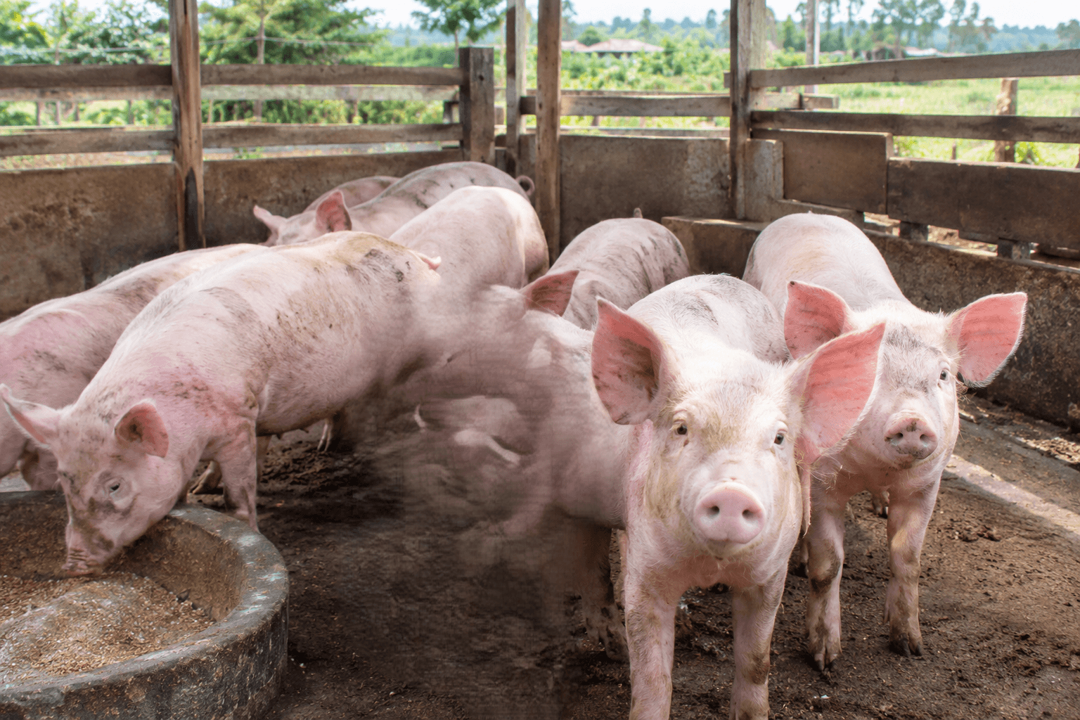 From feed to biosecurity: What it takes to succeed in pig farming