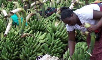 Kisii women group employ banana value addition to avoid wastage
