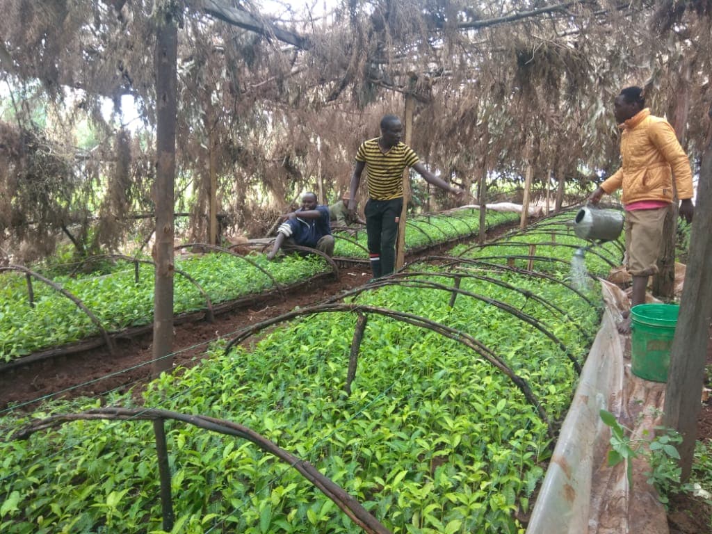 Nandi farmer looking for buyers for his tea seedlings
