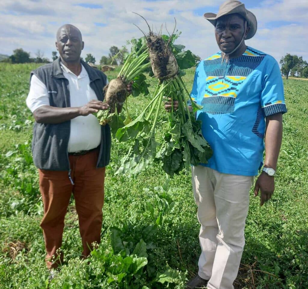 How to grow sugar beets: Kenya’s potential answer to its sugar and fodder shortages