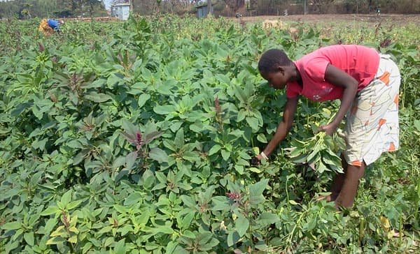 Indigenous vegetables promise farmers nutrients and profits in cash