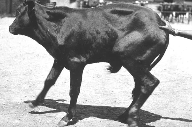Fact sheet on heart water disease in cattle, sheep and goats