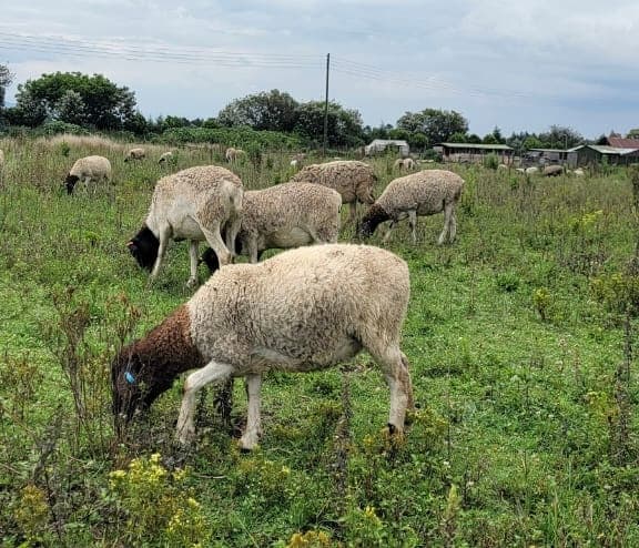 Farmer finds non-toxic bean residues fatten Dorpers
