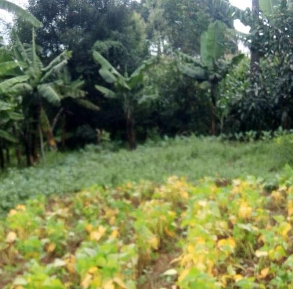 Farmer gets 6x more with Kalro’s new king-of-beans Waithera plus foliar