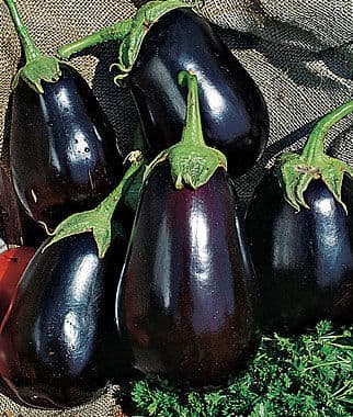 FarmBiz TV:Flood irrigation triples Eggplant fruit size and income