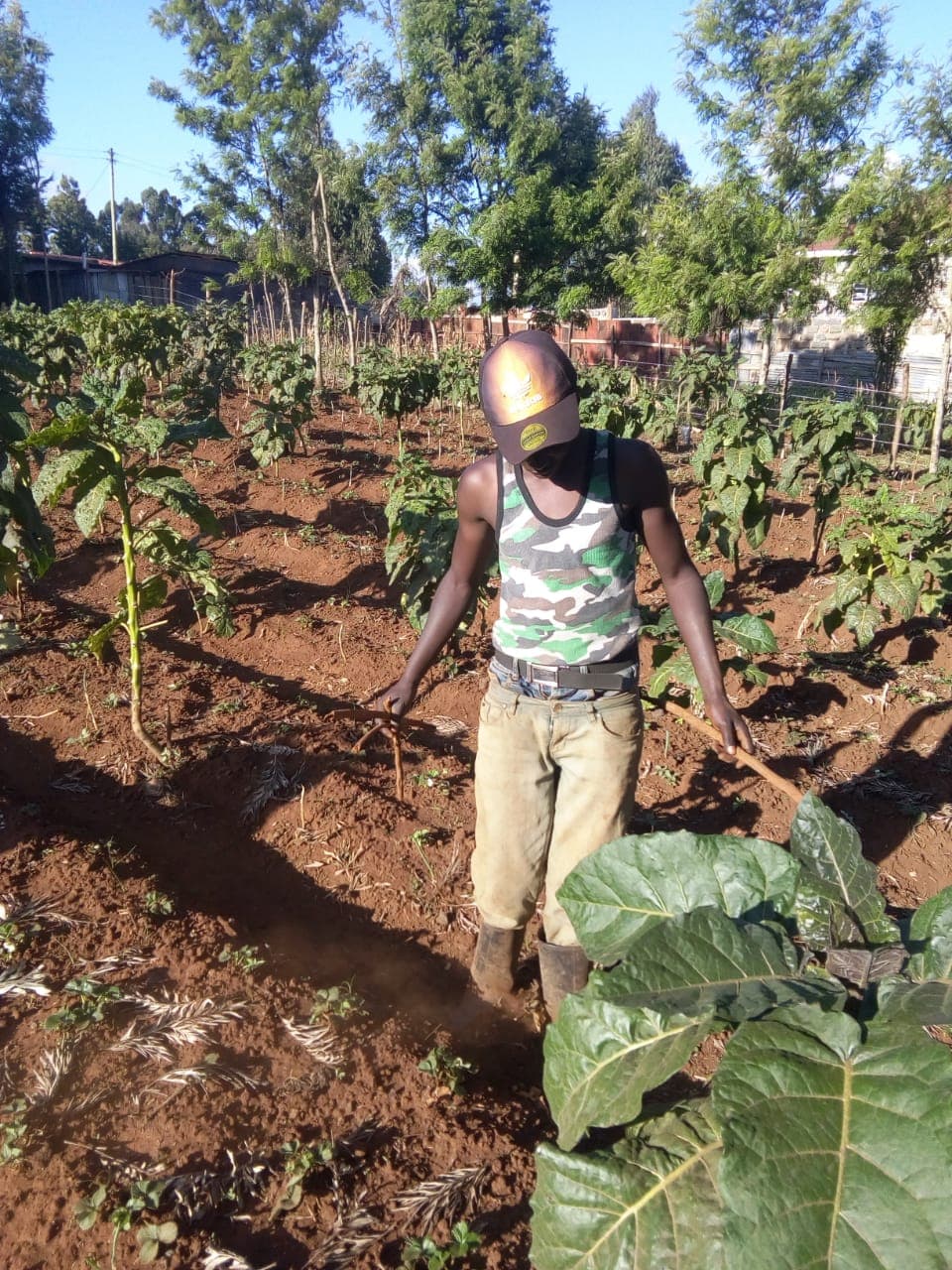 Quest for healthy diet births a fruit and vegetable agribusiness for Kitui farmer