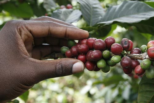 Farmers develop disease & drought-tolerant coffee varieties through grafting