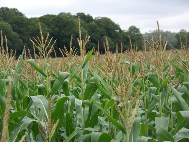 Kericho maize farmer raises output by 30 bags/acre replacing fertilisers with manure