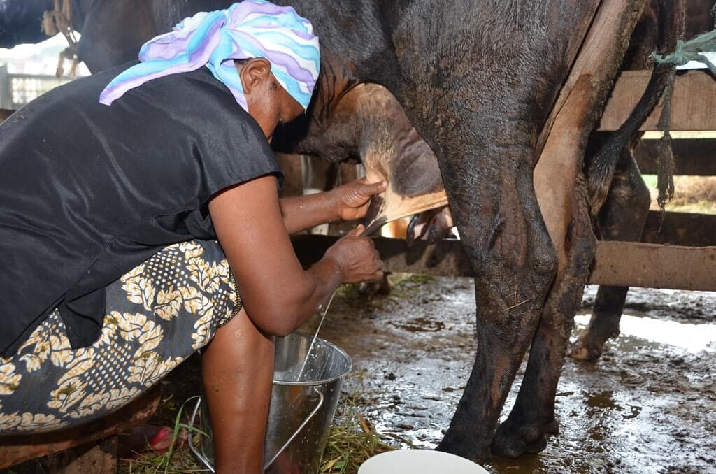 Quality milk companies paying farmers 30% more per litre