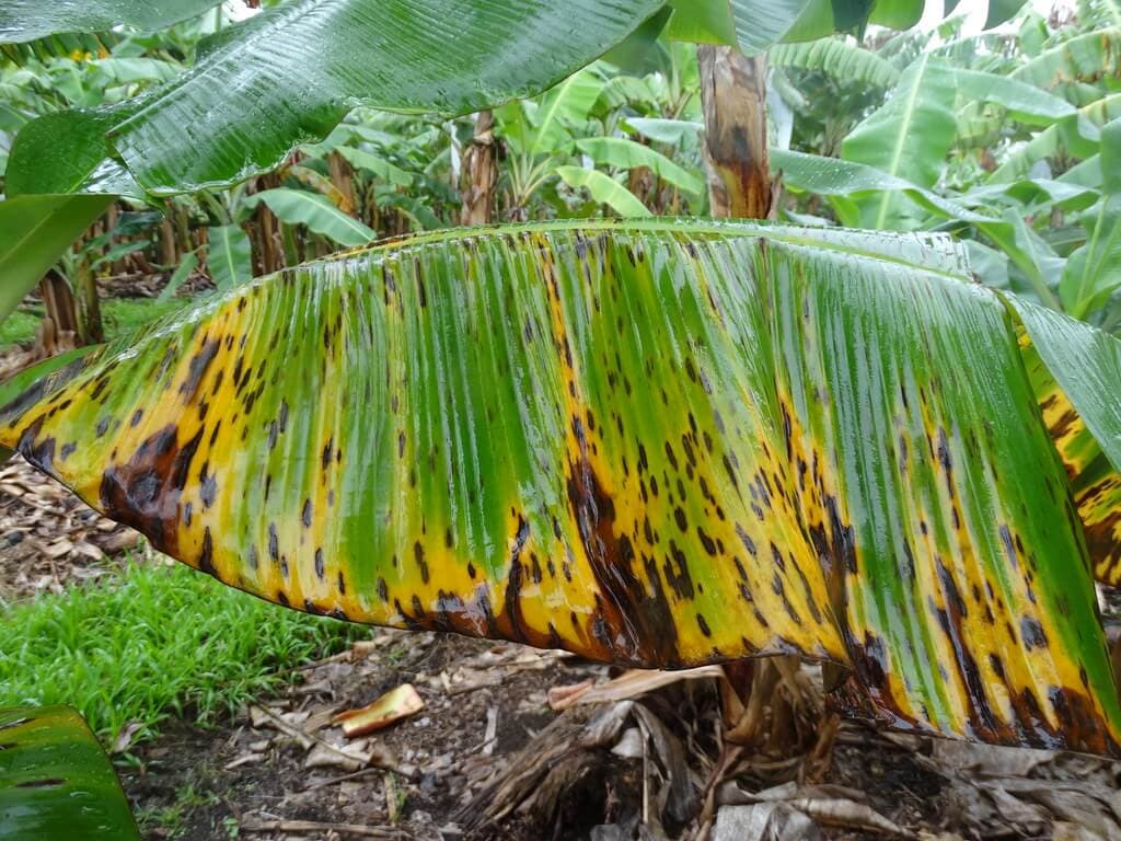 Western Kenya farmers grow black streak resistant bananas, avert 90% losses
