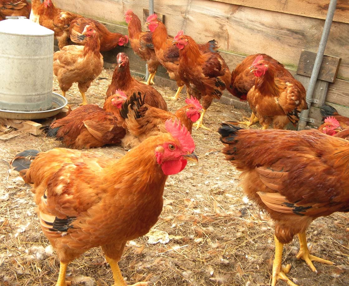 The cost of rearing 100 kienyeji chicken in Kenya today