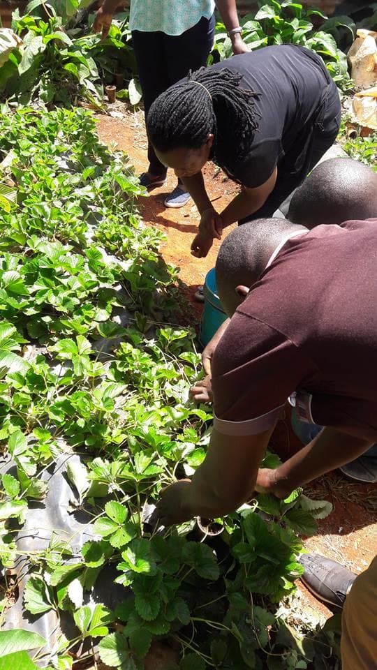 Strawberry farmer training youth to help in producing quality fruits