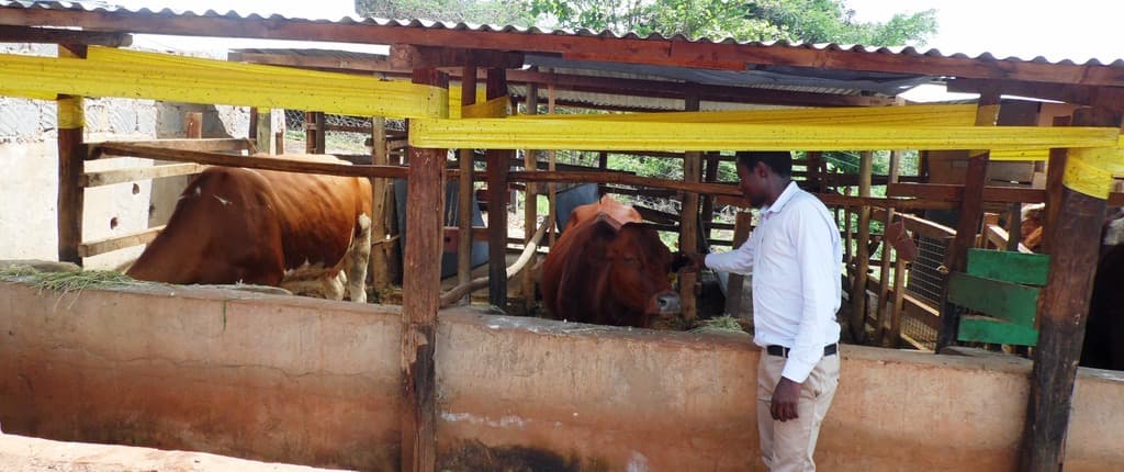 Fly-trap tames livestock parasites