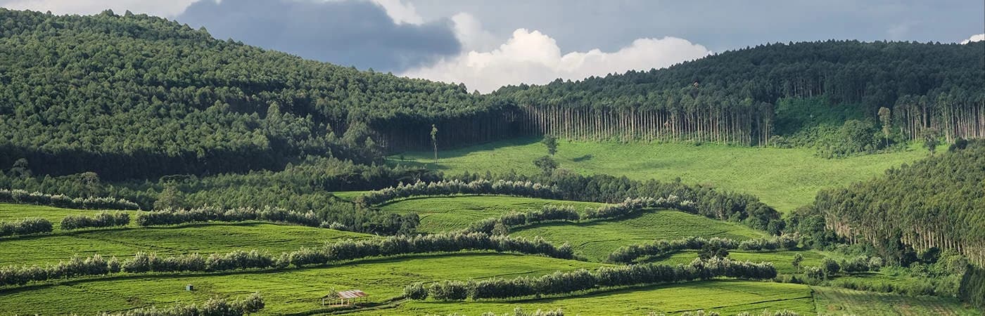 Tea firms Defy Strong Shilling, Depressed Global Mart