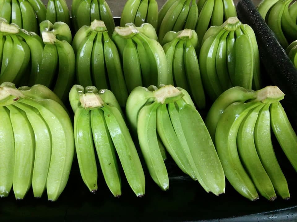 Exporter looking for Cavendish banana out growers to meet increasing export market demand