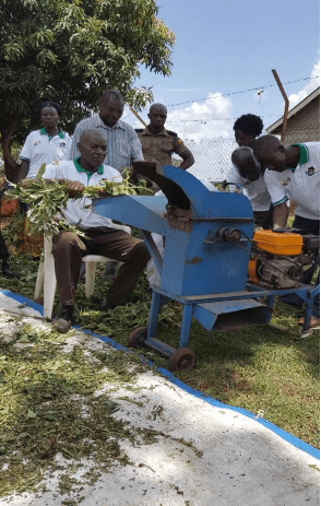 Sweet potato vines and roots silage offers livestock more proteins