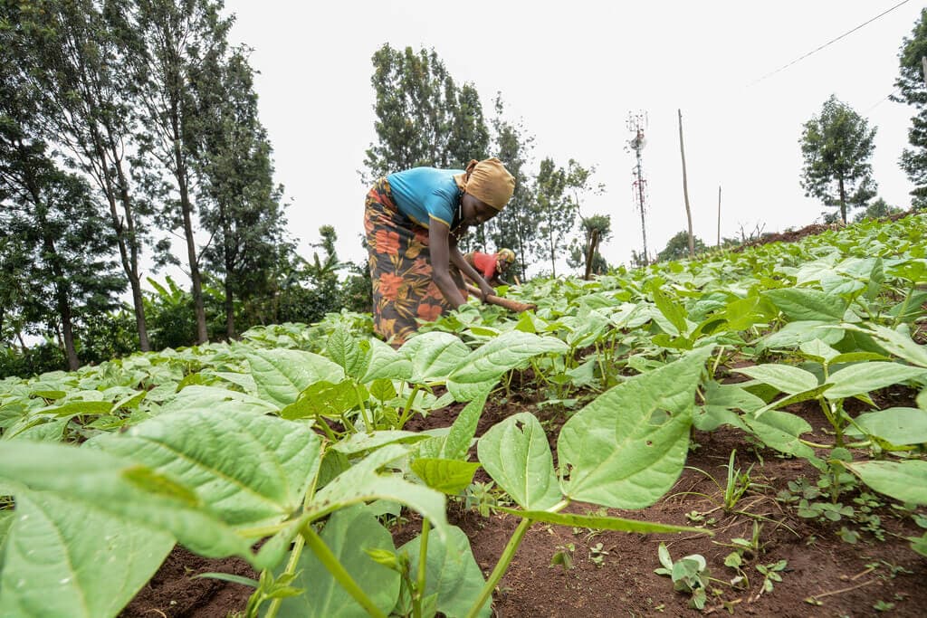 Factsheet: Growing drought-tolerant and 70-day maturing Katram beans