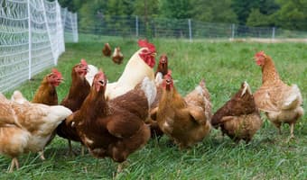 Researchers set sight on free range chickens as demand soars