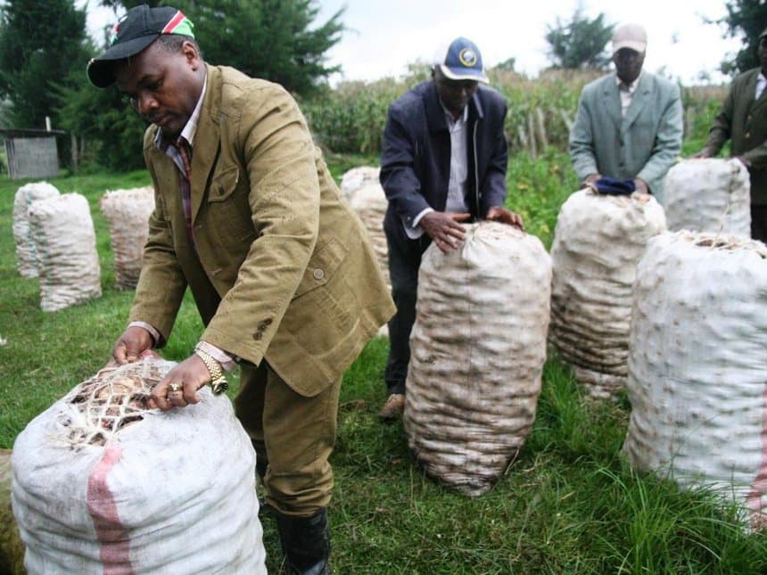 Nyandarua farmers form groups to market their potatoes