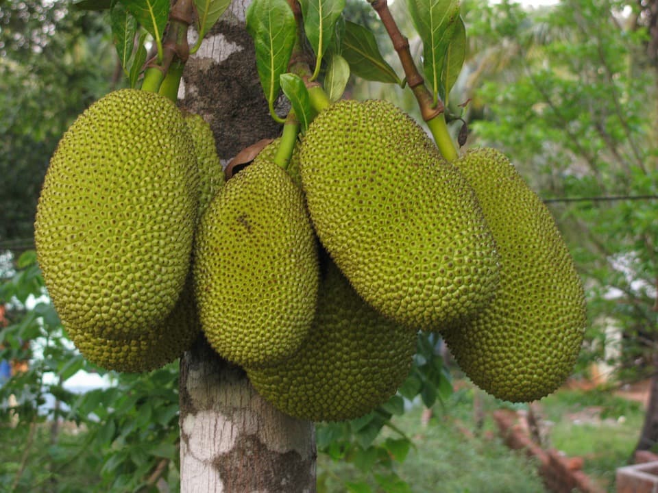 FarmBiz TV:Mighty jackfruit is a Sh250k-a-year tree in Mombasa.