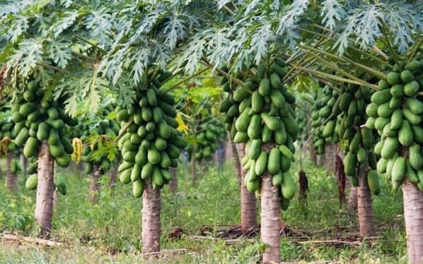 Pawpaw farmers to earn Sh3.2 million with a new hybrid variety