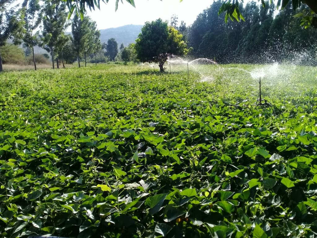 New Sweet potato varieties to earn Trans-Nzoia and West Pokot farmers Sh714,285 per acre