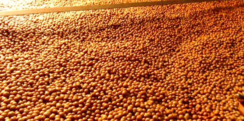 Traders want lifting of ban on export of unprocessed Macadamia