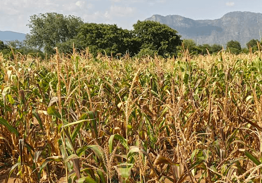 Prolonged dry spell threatens food security in West Pokot