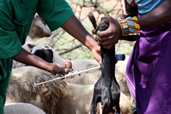 Opinion: Vaccinating livestock against East Coast fever increases incomes of smallholder farmers