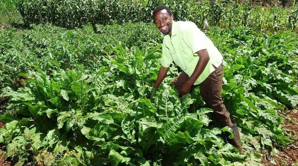 Can Kenya’s rumex farmers be saved?