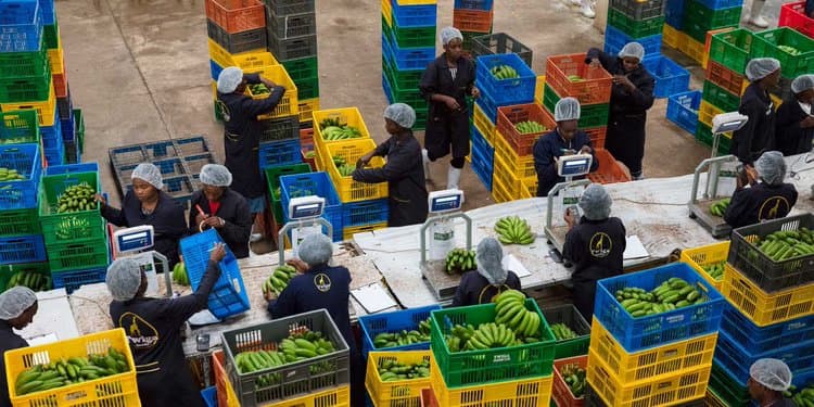 Wave Of Startup Failures Cast Deep Financial Gloom Across Kenya.