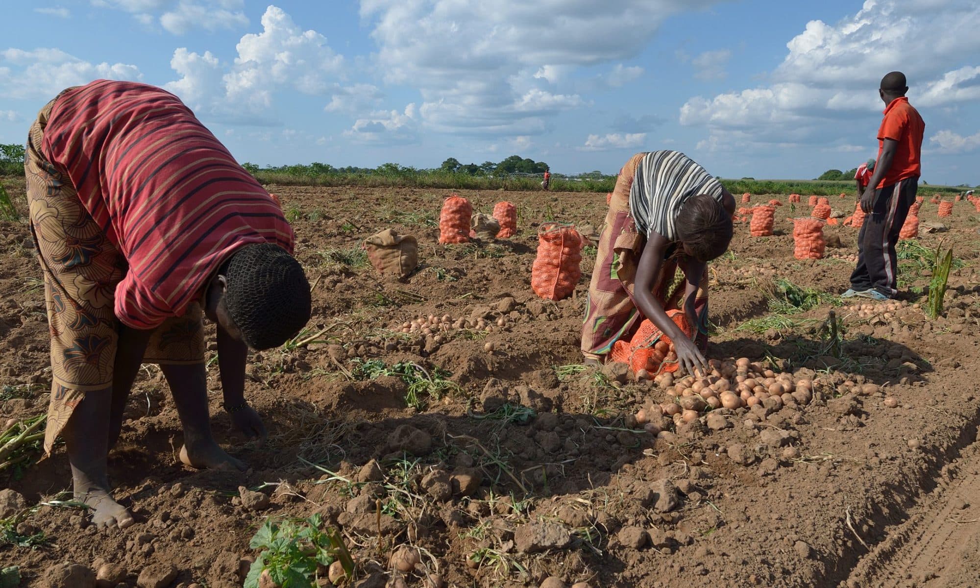 Potato farmers to double yield with new imported short-season varieties