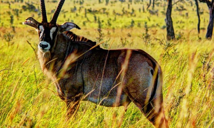 Tourism Ministry & Homa Bay County partner to transform Ruma National Park into a flagship destination