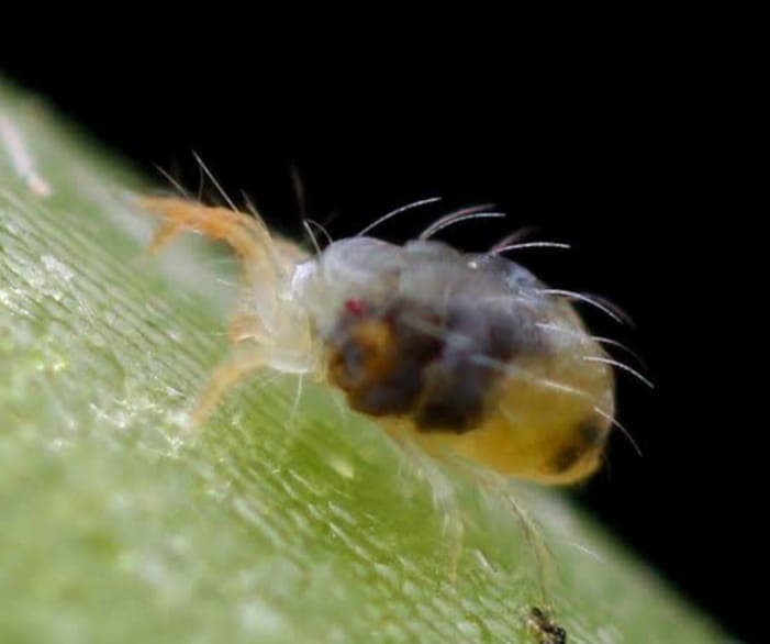 Nyandarua farmer finds real solution to spider mites with detergent