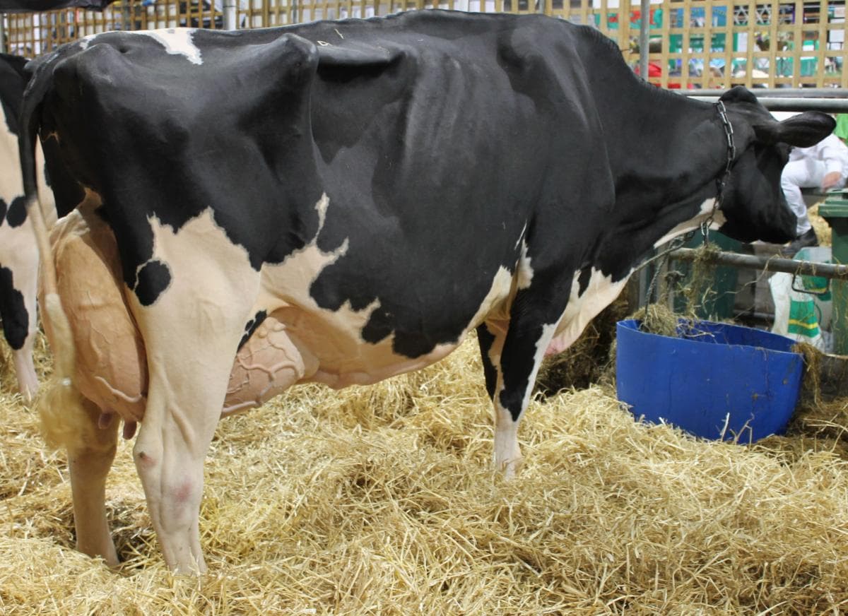 Semen costs to go down by half on purchase of new liquid tankers by government