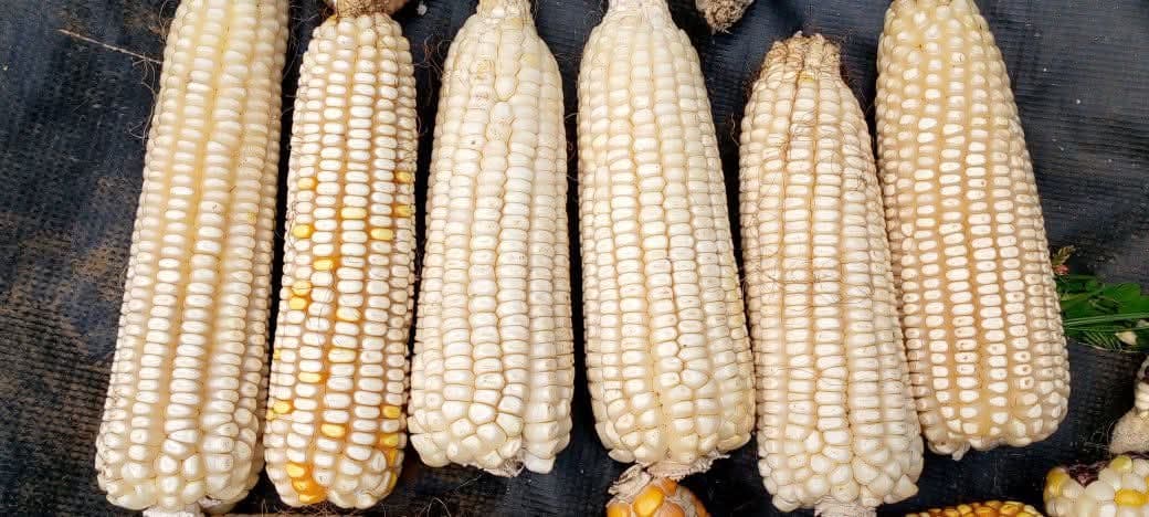 Gatanga farmers count losses as rodents and monkeys destroy crops
