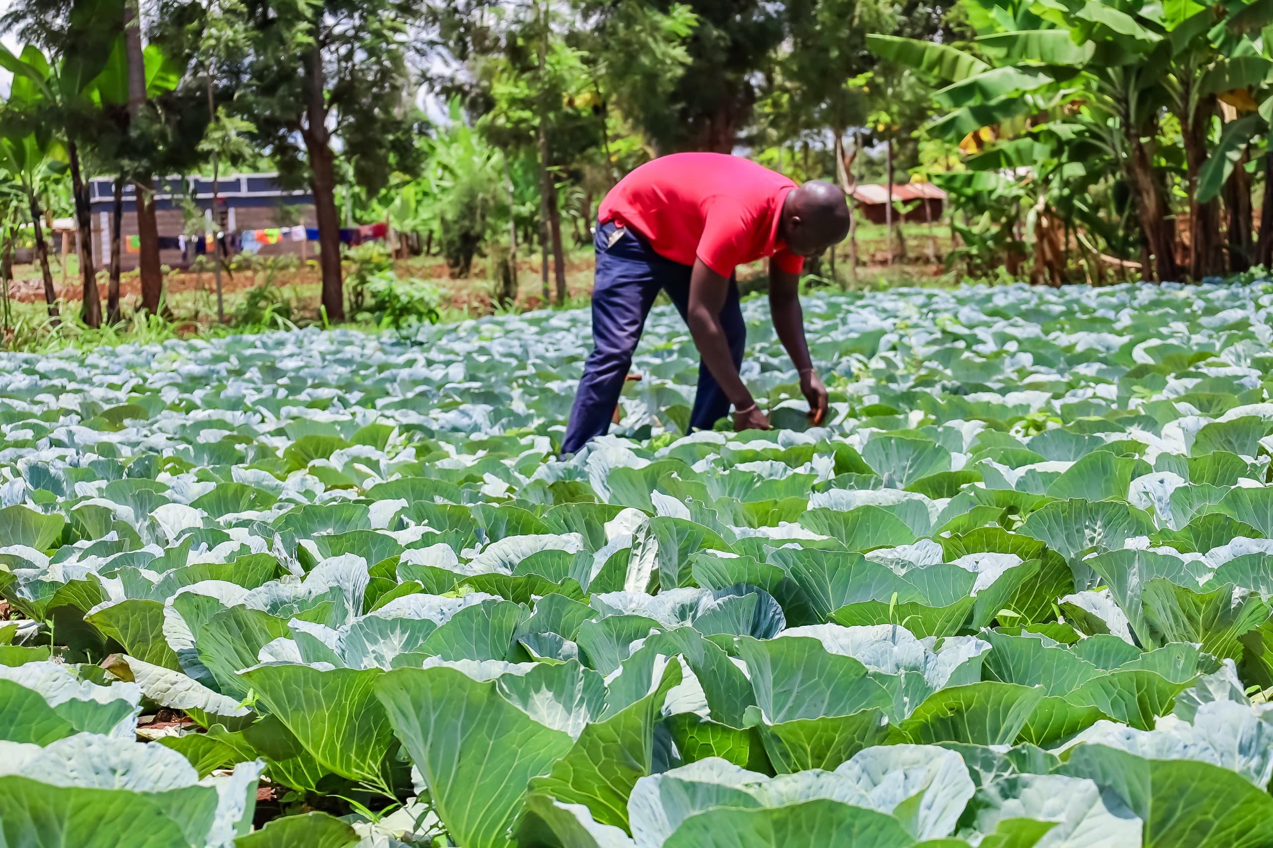 Kirinyaga farmers cut costs with county seedlings centre