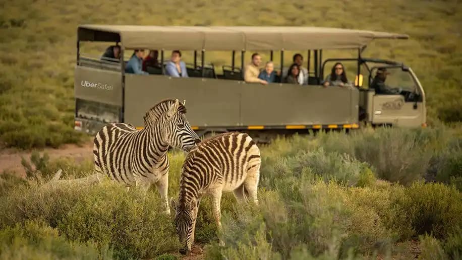 Uber Safari Launches in South Africa, Offering Exclusive Wildlife Adventures