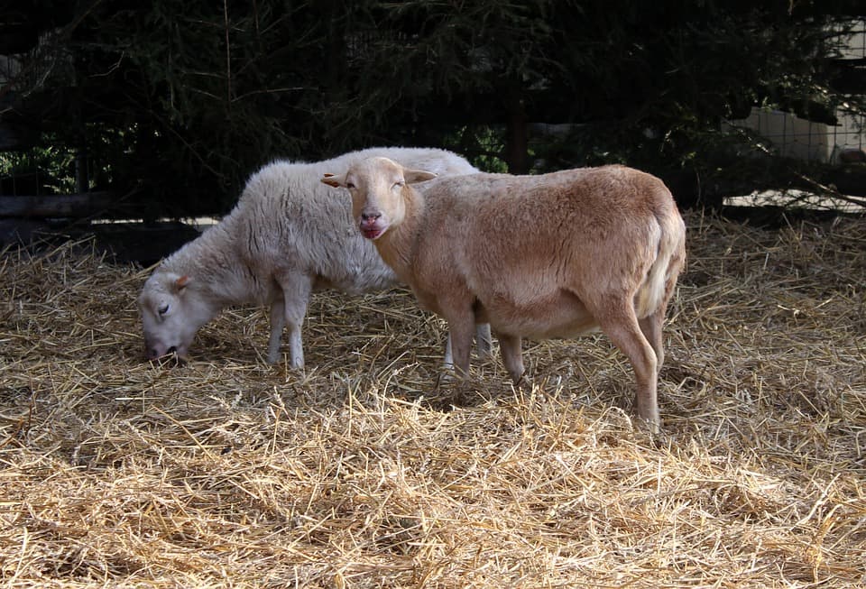 Why sheep milk is better for you than cow milk