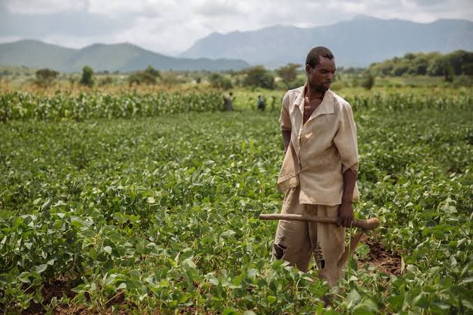 Sex Trap helps reduce damage of deadly Tuta Absoluta