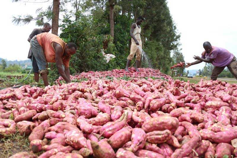 A new cost-free method that increases sweet potato shelf-life for up to seven months
