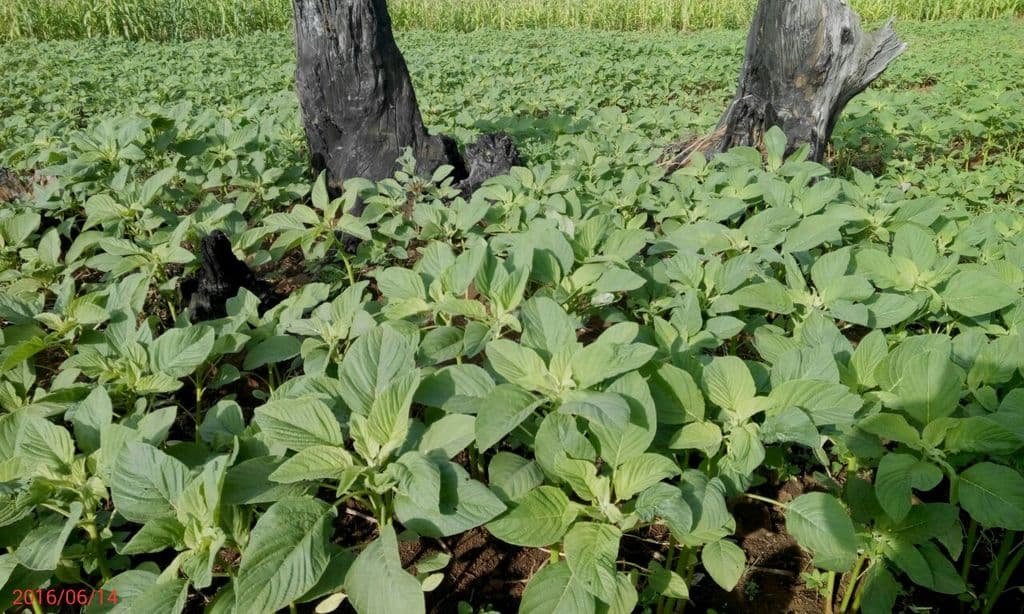 Amaranth: from weed to wonder crop