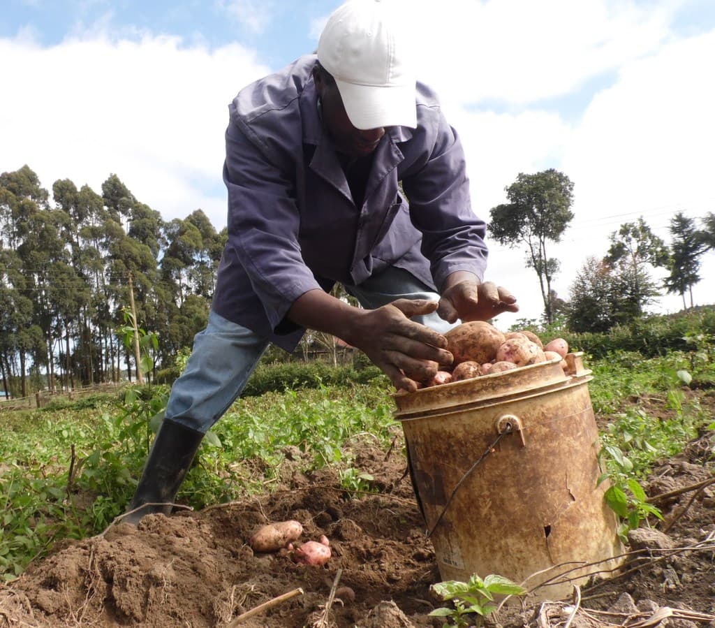 Some 23,000 potato farmers to access markets