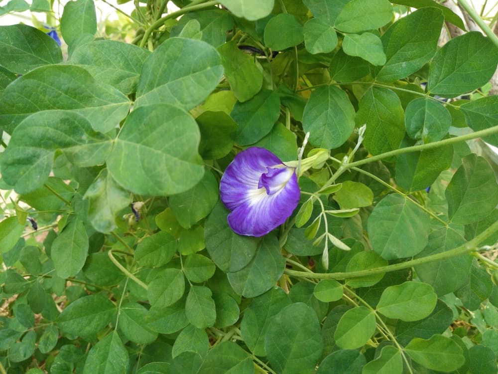 Creeping legumes triples milk yields in the coastal region