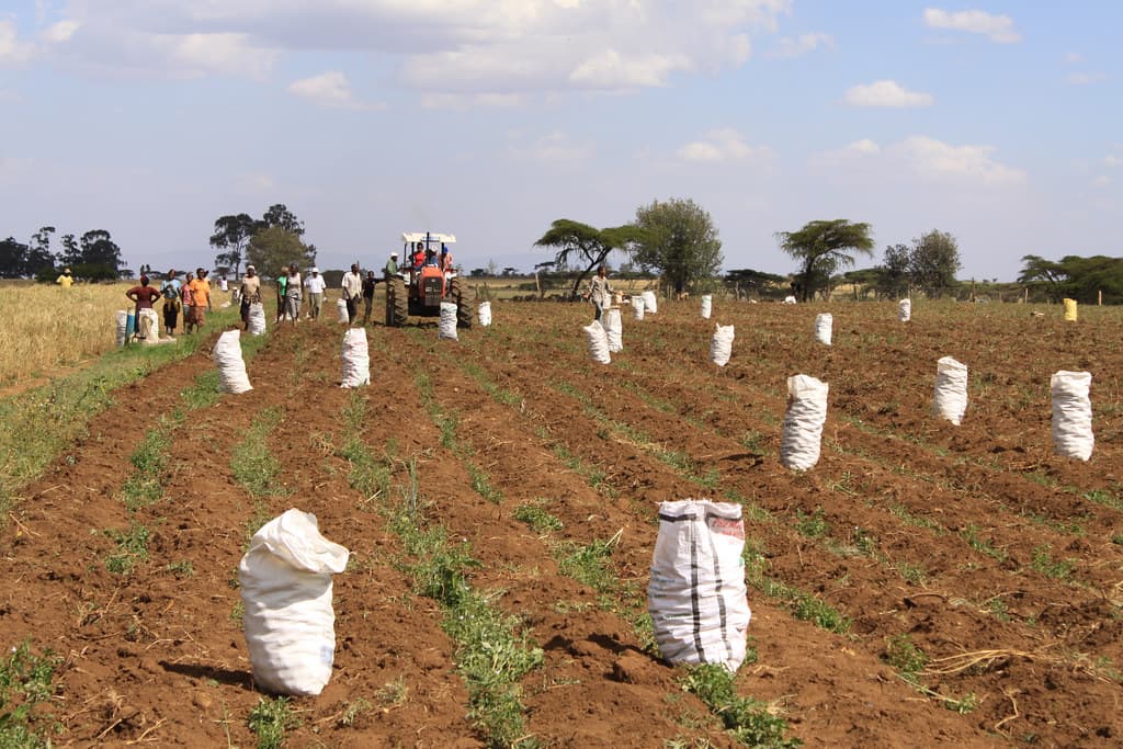 KALRO develops potato varieties with longer after harvest shelf life